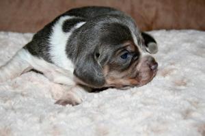 BeaglePuppiesforSale